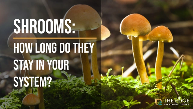 Duration of Mushrooms in Your System