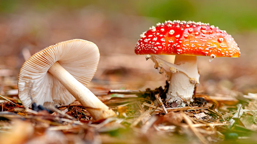 Top 7 Magic Mushroom Hikes